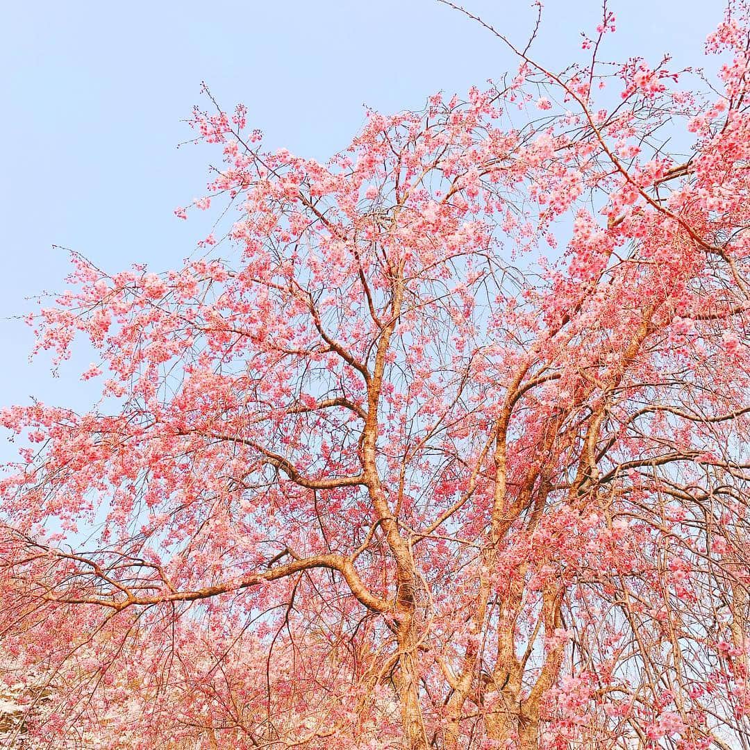 野呂佳代さんのインスタグラム写真 - (野呂佳代Instagram)「お昼桜をみに🌸 ピクニック🎪 お天気が良くていいお昼でした✨ #桜  #お花見  #ピクニック」4月8日 1時35分 - norokayotokyo