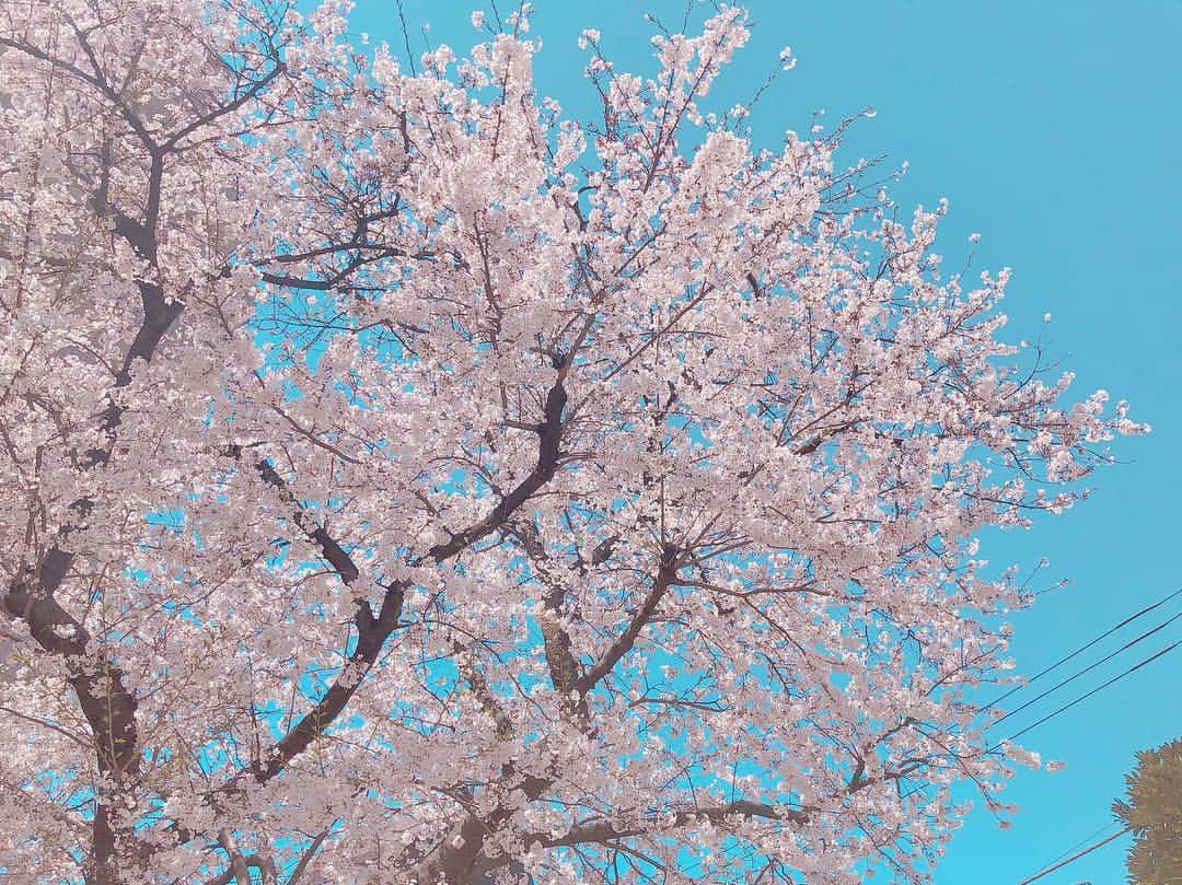 大河原あゆみさんのインスタグラム写真 - (大河原あゆみInstagram)「"桜木町"  とはよく言ったもので、  この地元の桜が一番好き🌸 ・ #さくら #桜 #櫻 #sakura #サクラ #桜木町 #お花見 #日本丸 #みなとみらい」4月8日 1時57分 - ayumiookawara