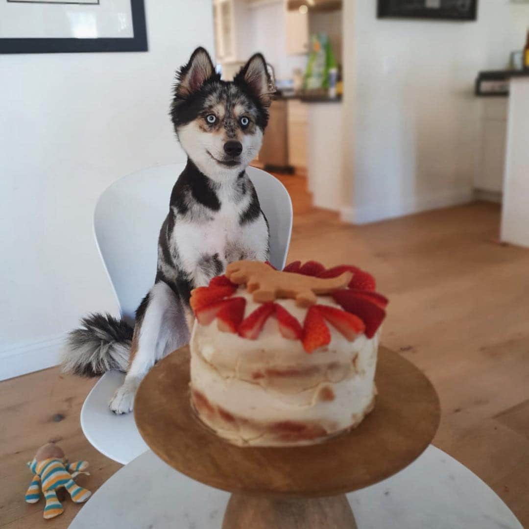 チャチー・ゴンザレスのインスタグラム：「Yesterday was @t.rexthepom 1st bday party and my gosh it was the cutest thing. He got to play with all his friends and ate yummy treats baked by mommy 💁🏼‍♀️ thanks to everyone who came to celebrate the GOODEST BOY!」