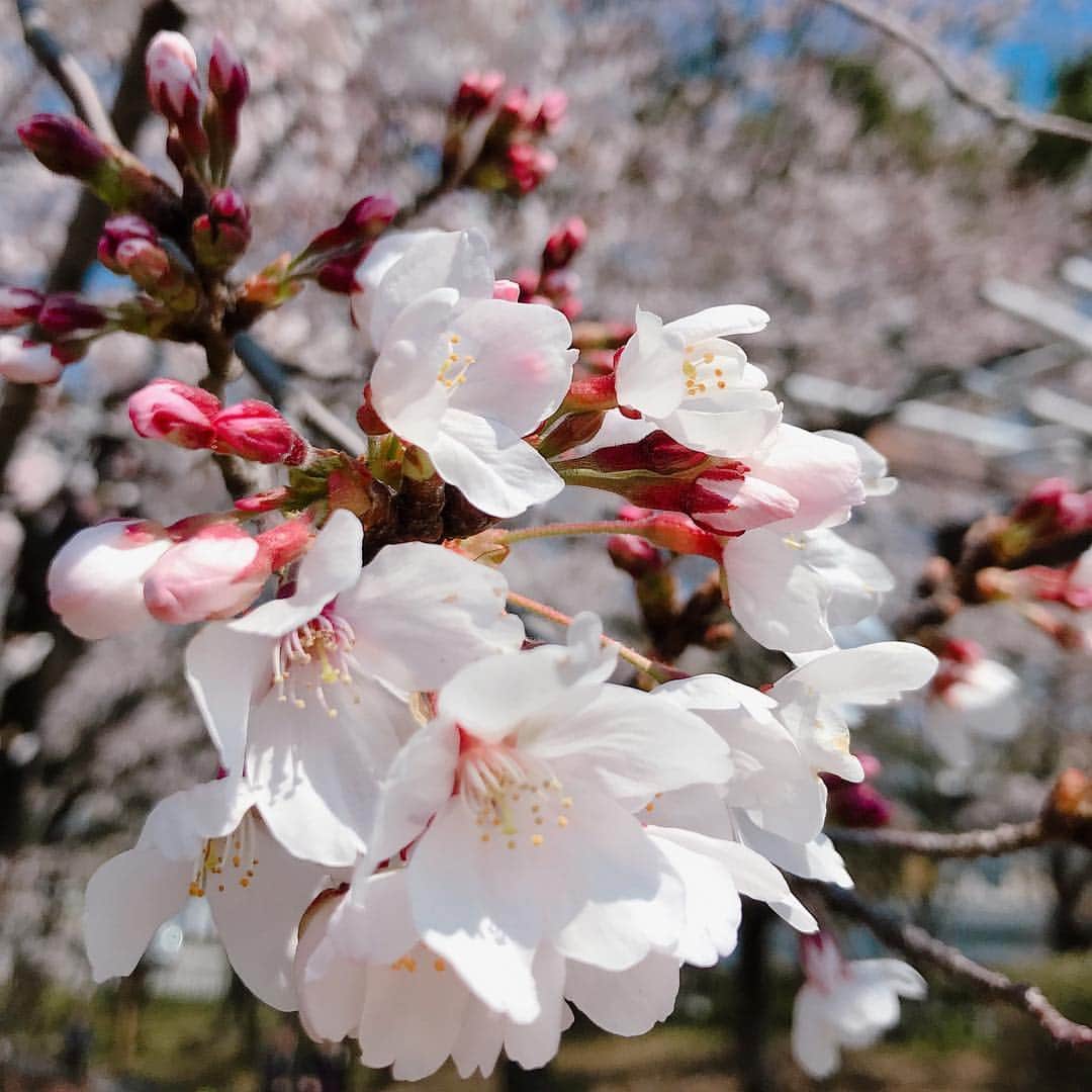 寺本明日香さんのインスタグラム写真 - (寺本明日香Instagram)「#東京ワールドカップ #3位 🥉 応援ありがとうございました！今シーズン初戦いいスタートきれたので、この調子でこの後の試合も頑張りますっ‼️ 今年は桜が長持ちしてますね🌸 とても綺麗でした🥰 #cherryblossom」4月8日 2時08分 - teramoto_asuka