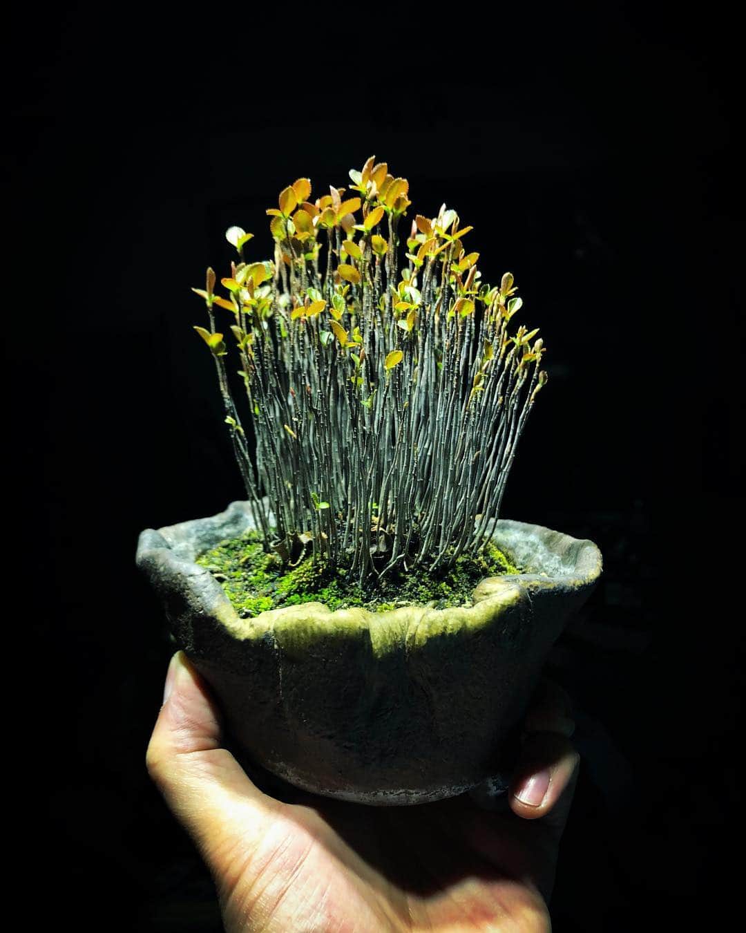 金成公信のインスタグラム：「こいつも葉が出てきましたね。#盆栽 #bonsai #カマツカ #plants」