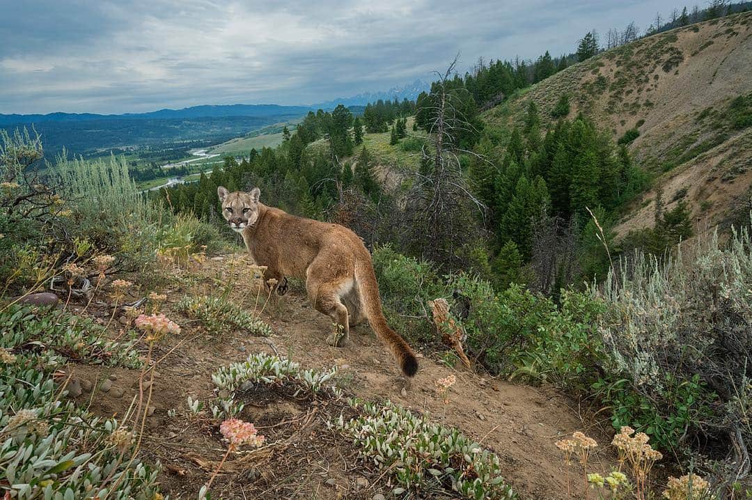 National Geographic Creativeさんのインスタグラム写真 - (National Geographic CreativeInstagram)「Photo by @chamiltonjames | A cougar walks along a game trail above the Buffalo Fork River near Grand Teton National Park, Wyoming. #Wyoming #GrandTeton #Wildlife」4月8日 2時17分 - natgeointhefield