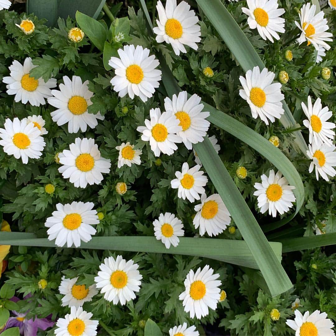 新原愛加のインスタグラム：「🌼」
