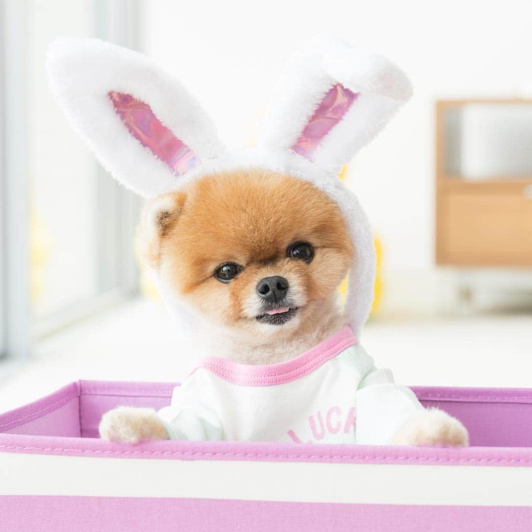 jiffさんのインスタグラム写真 - (jiffInstagram)「🐰」4月8日 3時41分 - jiffpom