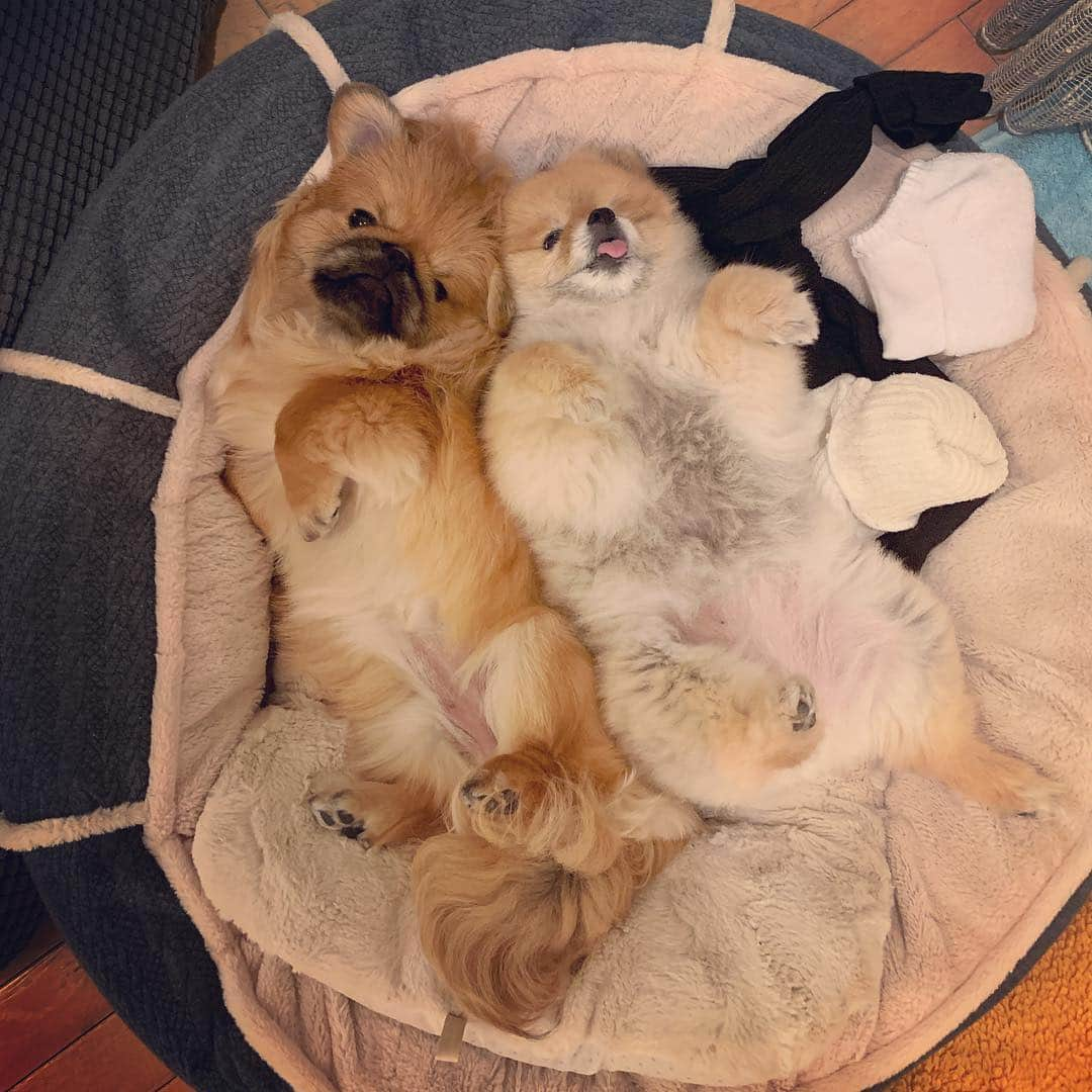 梅宮アンナさんのインスタグラム写真 - (梅宮アンナInstagram)「すーとちび💕💕💕 #pekingese #pomeranian」4月8日 3時48分 - annaumemiya