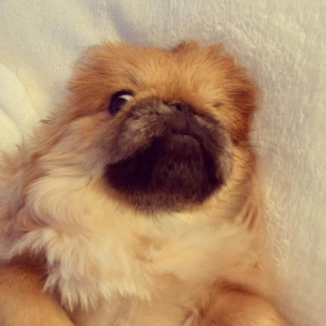 梅宮アンナさんのインスタグラム写真 - (梅宮アンナInstagram)「すーとちび💕💕💕 #pekingese #pomeranian」4月8日 3時48分 - annaumemiya