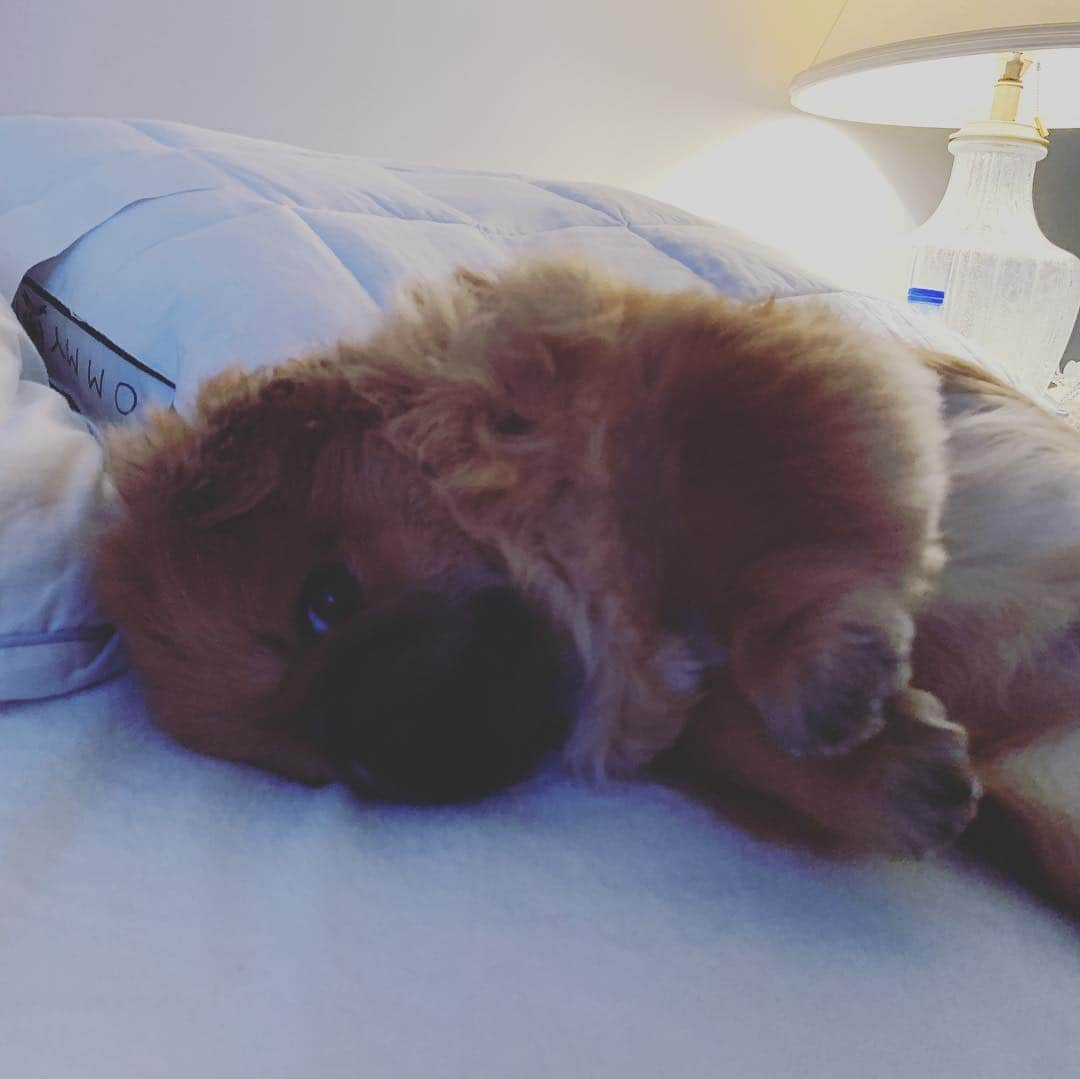 梅宮アンナさんのインスタグラム写真 - (梅宮アンナInstagram)「すーとちび💕💕💕 #pekingese #pomeranian」4月8日 3時48分 - annaumemiya