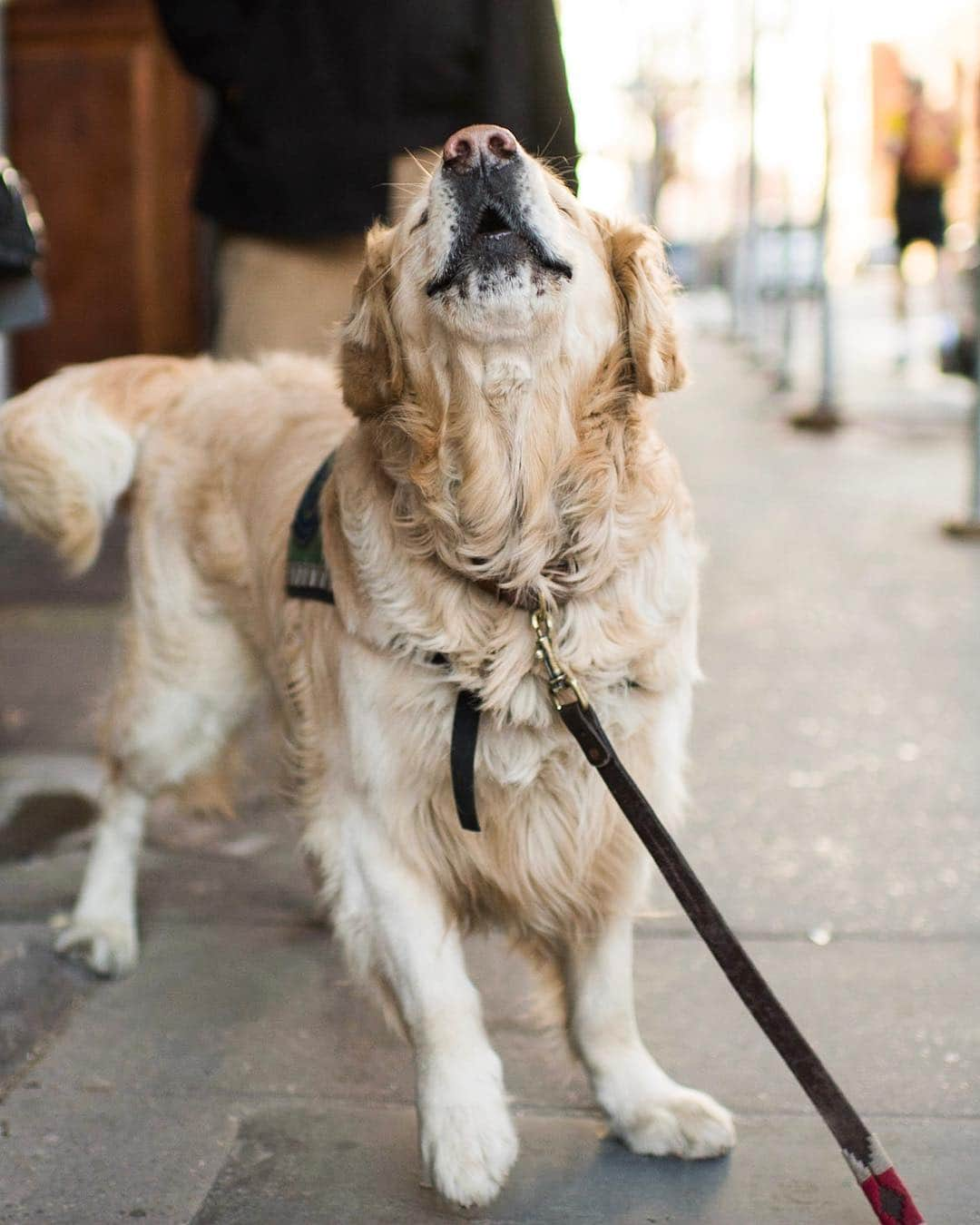 The Dogistさんのインスタグラム写真 - (The DogistInstagram)「Sandy, Golden Retriever (5 y/o), Jane & Washington St., New York, NY • “I’ve had a lot of leg surgeries, so he helps me with mobility. He’ll carry the groceries down the street.”」4月8日 3時51分 - thedogist