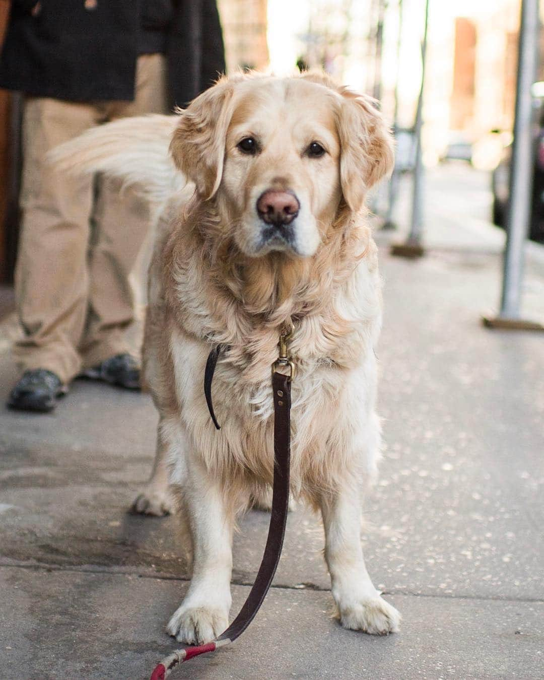 The Dogistさんのインスタグラム写真 - (The DogistInstagram)「Sandy, Golden Retriever (5 y/o), Jane & Washington St., New York, NY • “I’ve had a lot of leg surgeries, so he helps me with mobility. He’ll carry the groceries down the street.”」4月8日 3時51分 - thedogist