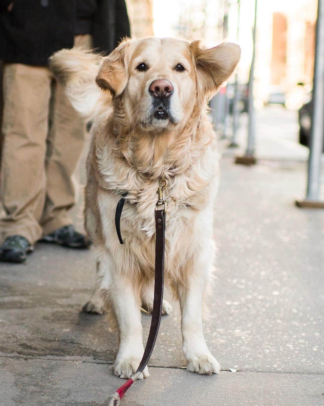 The Dogistさんのインスタグラム写真 - (The DogistInstagram)「Sandy, Golden Retriever (5 y/o), Jane & Washington St., New York, NY • “I’ve had a lot of leg surgeries, so he helps me with mobility. He’ll carry the groceries down the street.”」4月8日 3時51分 - thedogist