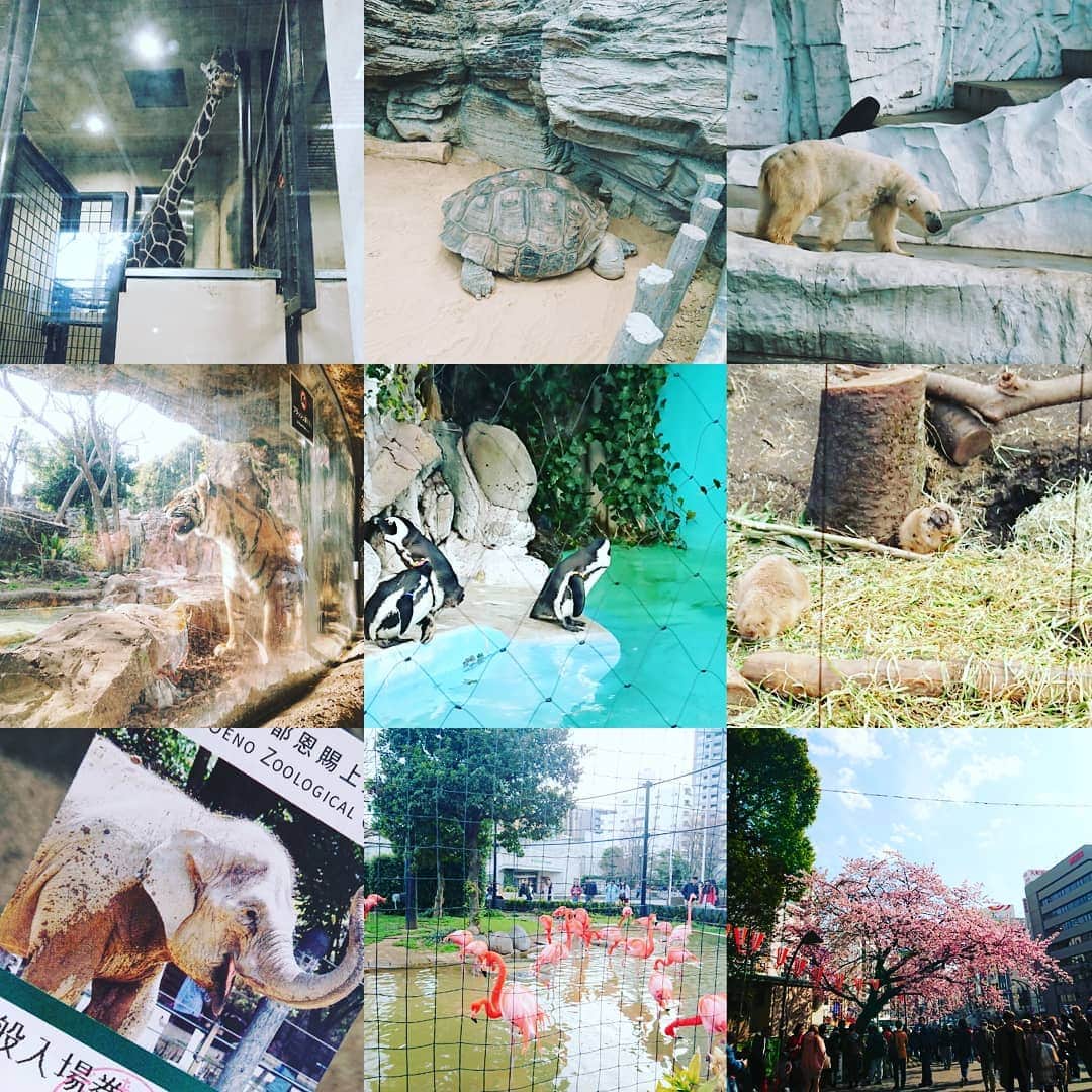 艾芊芊さんのインスタグラム写真 - (艾芊芊Instagram)「自分がずっと子供のようにこの世界を好きになってほしい。成長しないで。 #上野 #上野恩賜公園 #子供の生活 #上野動物園」3月15日 11時52分 - iceykoko