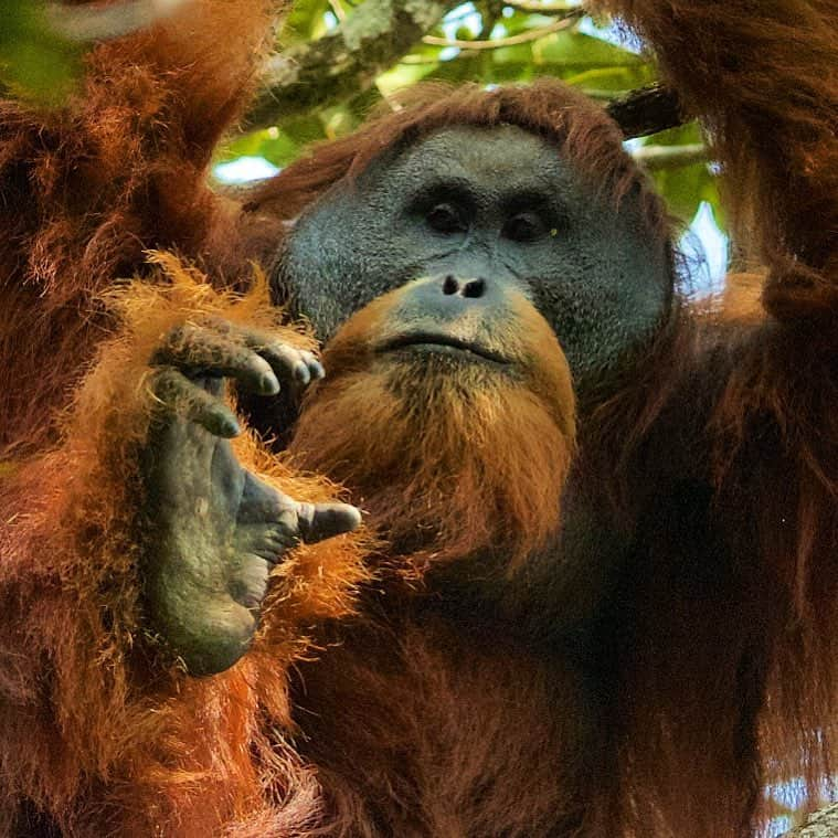 Tim Lamanさんのインスタグラム写真 - (Tim LamanInstagram)「Photo by @TimLaman. “Let me show you my foot!” A Tapanuli Orangutan male shows off his impressive foot, complete with a long and opposable big toe.  This is one reason orangutans are such amazing climbers – long toes, and the ability to grip with their big toe.  But having these great adaptations for forest life won’t do them much good if they don’t have any forest left.  Tapanuli Orangutans, the new species discovered in 2017, is under serious threat in the only area they are found in one small area of Sumatra, Indonesia.  Follow me @TimLaman to learn more about this rarest great ape.  #orangutan #tapanuliorangutan #tapanuli #sumatra #indonesia #endangered #endangeredspecies」3月15日 12時07分 - timlaman