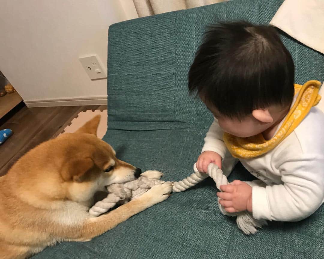 高橋みゆきのインスタグラム：「この光景👶🐶本当癒し💕 #クラ吉と心ノ祐 #クラ吉お兄 #優しいね」