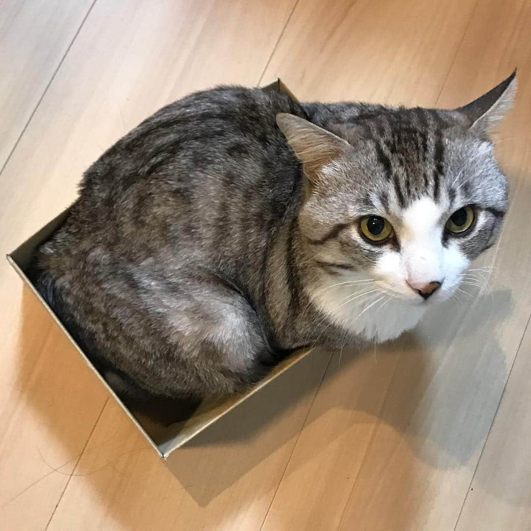 Nyankichi Noranekoさんのインスタグラム写真 - (Nyankichi NoranekoInstagram)「男 ニャン吉、こんな事は滅多にしない。 箱猫にゃり❣️ #猫 #고양이 #แมว #貓 #кошка #qata #chat #ニャンスタグラム #gato #喵星人 #ねこ部 #旅猫 #動物 #ねこのきもち #ニャン吉 #kawaii #保護猫 #イケニャン #japan #猫写真 #ねこ #seekor #ネコ #旅貓 #箱猫」3月15日 12時29分 - noraneko_nyankichi