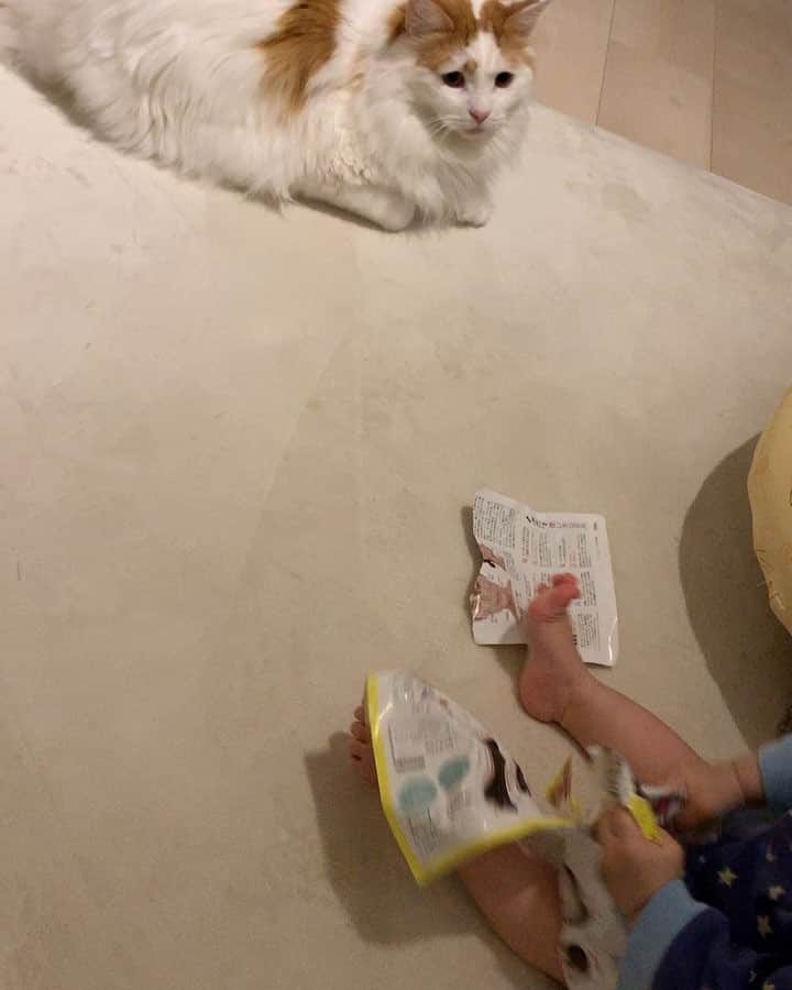 かまいたち山内と、猫たちのインスタグラム