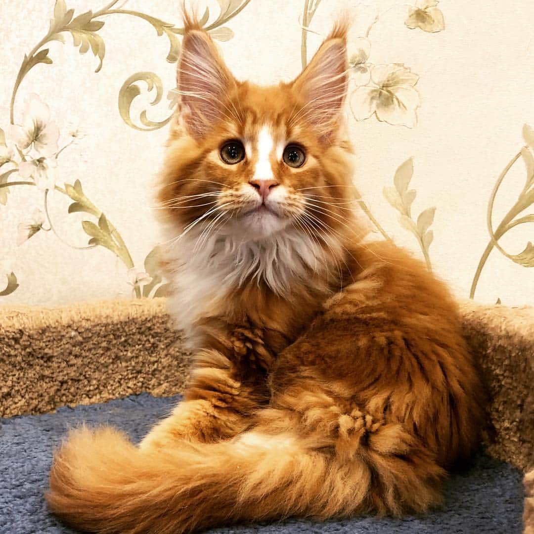 МейнКун MaineCoon Питомникのインスタグラム：「Рыжик🐯🌞😸🐾」