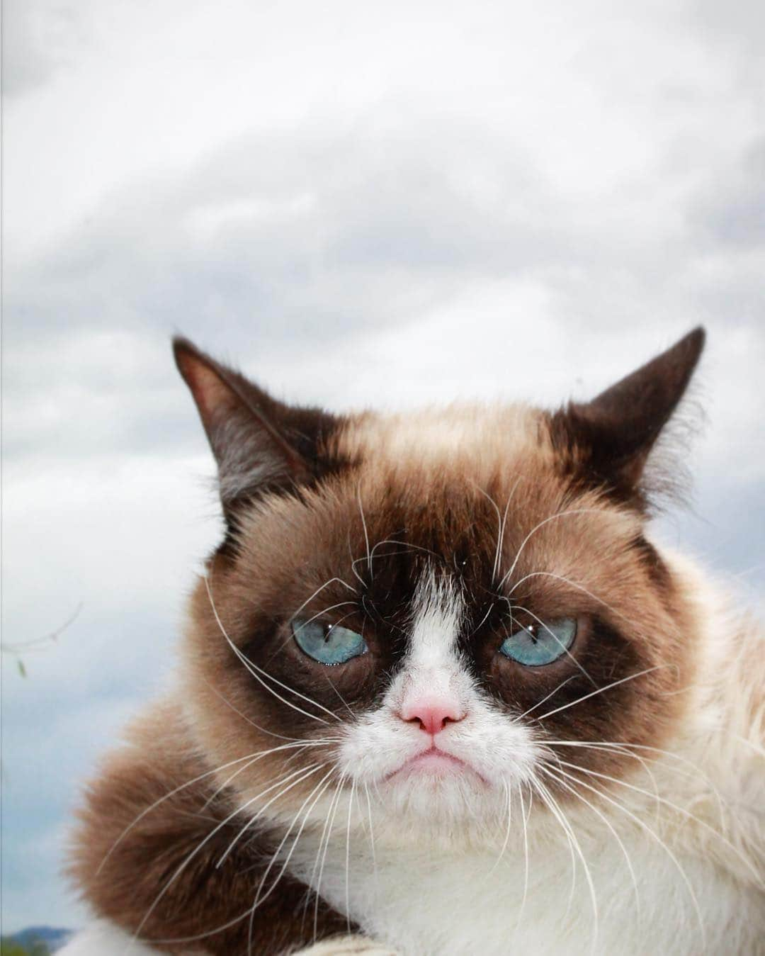 Grumpy Catさんのインスタグラム写真 - (Grumpy CatInstagram)3月15日 5時42分 - realgrumpycat