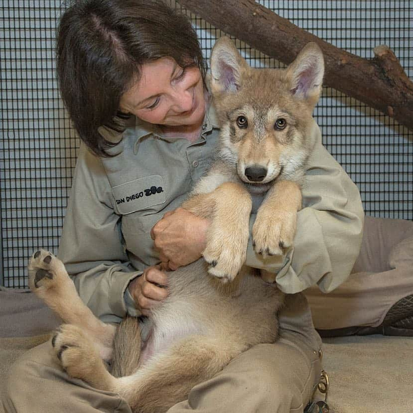 San Diego Zooさんのインスタグラム写真 - (San Diego ZooInstagram)「Meet Shadow. He's grown out of his pouncing pup phase and into an excellent animal ambassador. Not the pack alpha, but a pawsible future caninedate 14/10 keep up the good work Shadow #wolfrates #animalambassador #tbt #throwback #wolfpack #sandiegozoo」3月15日 6時02分 - sandiegozoo