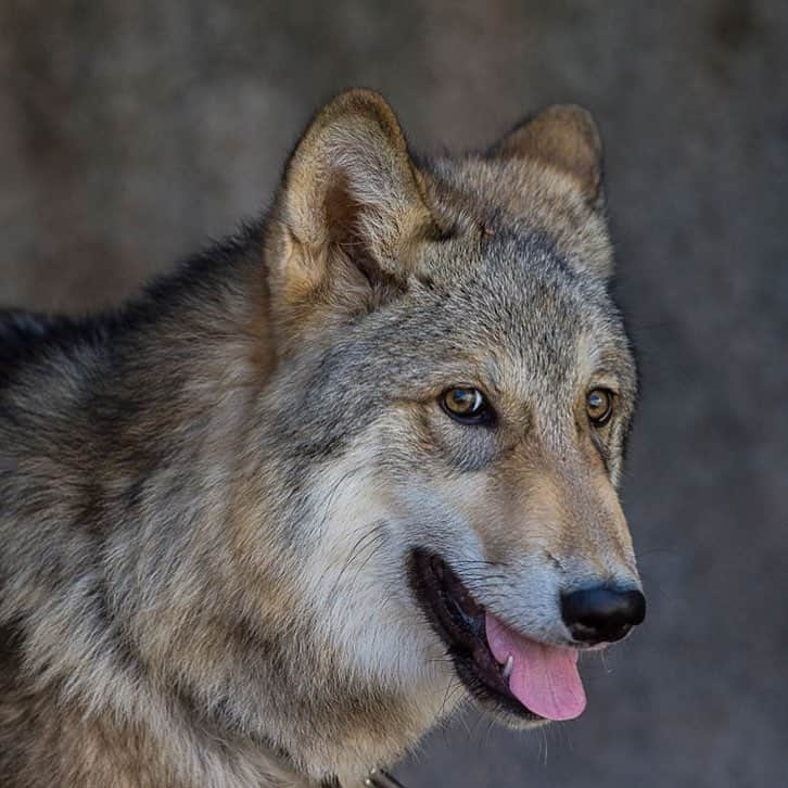 San Diego Zooさんのインスタグラム写真 - (San Diego ZooInstagram)「Meet Shadow. He's grown out of his pouncing pup phase and into an excellent animal ambassador. Not the pack alpha, but a pawsible future caninedate 14/10 keep up the good work Shadow #wolfrates #animalambassador #tbt #throwback #wolfpack #sandiegozoo」3月15日 6時02分 - sandiegozoo