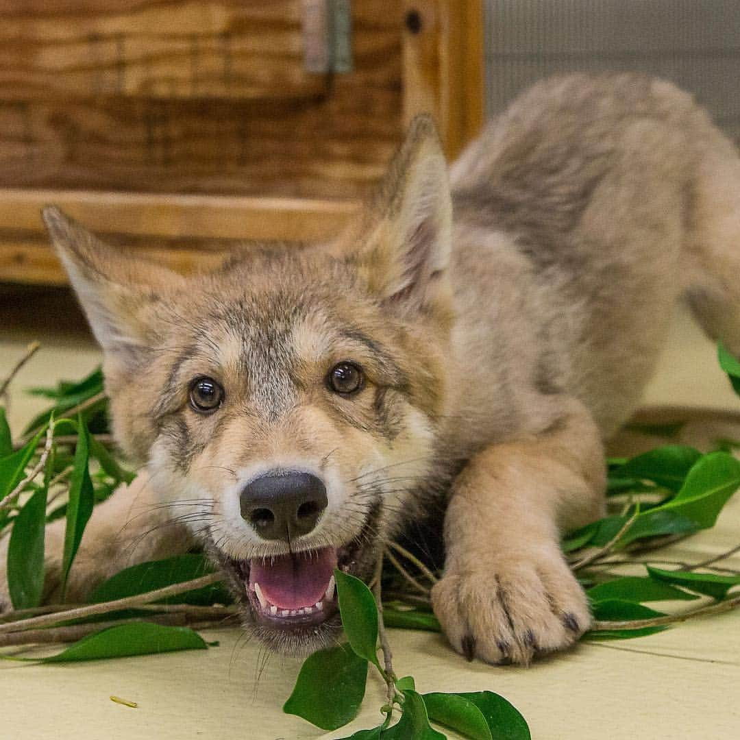 San Diego Zooさんのインスタグラム写真 - (San Diego ZooInstagram)「Meet Shadow. He's grown out of his pouncing pup phase and into an excellent animal ambassador. Not the pack alpha, but a pawsible future caninedate 14/10 keep up the good work Shadow #wolfrates #animalambassador #tbt #throwback #wolfpack #sandiegozoo」3月15日 6時02分 - sandiegozoo