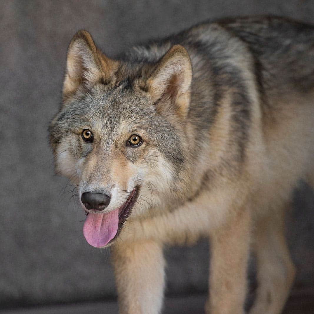 San Diego Zooさんのインスタグラム写真 - (San Diego ZooInstagram)「Meet Shadow. He's grown out of his pouncing pup phase and into an excellent animal ambassador. Not the pack alpha, but a pawsible future caninedate 14/10 keep up the good work Shadow #wolfrates #animalambassador #tbt #throwback #wolfpack #sandiegozoo」3月15日 6時02分 - sandiegozoo