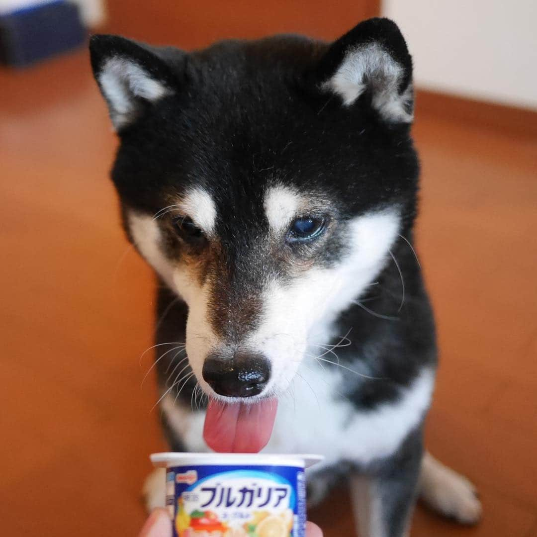 くろさんのインスタグラム写真 - (くろInstagram)「おはヨーグルト👅 #おはヨーグルト #明治ブルガリアヨーグルト #おこぼれ堪能中柴男子くらぶ  #kuroshiba #blackshiba #shibainu #shibastagram #instadog #dogstagram #柴犬 #黒柴 #日本犬 #和犬 #癒し犬 #いぬら部 #ふわもこ部 #柴犬部 #モフモフ生命体 #柴犬のいる暮らし #柴犬のいる暮らし #わんこのいる暮らし #わんこのいる生活 #わんこと一緒 #柴犬と一緒 #わんダフォ #わんだふるjapan #ぺろりすと #ペロリスト」3月15日 6時17分 - m6bmw