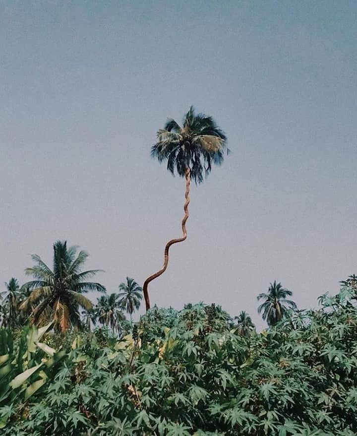 The Horseさんのインスタグラム写真 - (The HorseInstagram)「F R I D A Y 🌴  V I B E S⠀⠀⠀⠀⠀⠀⠀⠀⠀ Tag a friend who needs a fun palm tree in their lives.⠀⠀⠀⠀⠀⠀⠀⠀⠀ -⠀⠀⠀⠀⠀⠀⠀⠀⠀ 📷 piariverola」3月15日 6時45分 - the_horse