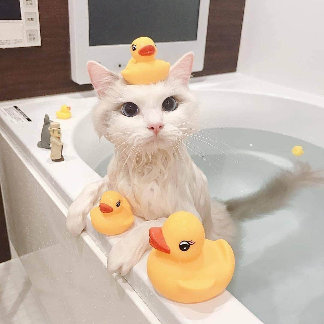 Cute Pets Dogs Catsさんのインスタグラム写真 - (Cute Pets Dogs CatsInstagram)「Bath time 😍😍 Swipe to see more 👉 Support us with a ❤️ Notification ON 💙 From @baron.0723 #kittens_of_world and follow us to be featured 😸 #kitty #cats #kitten #kittens #kedi #katze #แมว #猫 #ねこ #ネコ #貓 #고양이 #Кот #котэ #котик #кошка #cutecats #cutest #meow #kittycat #topcatphoto #kittylove #mycat #instacats #instacat #ilovecat #kitties #gato #kittens #kitten」3月15日 6時45分 - dailycatclub