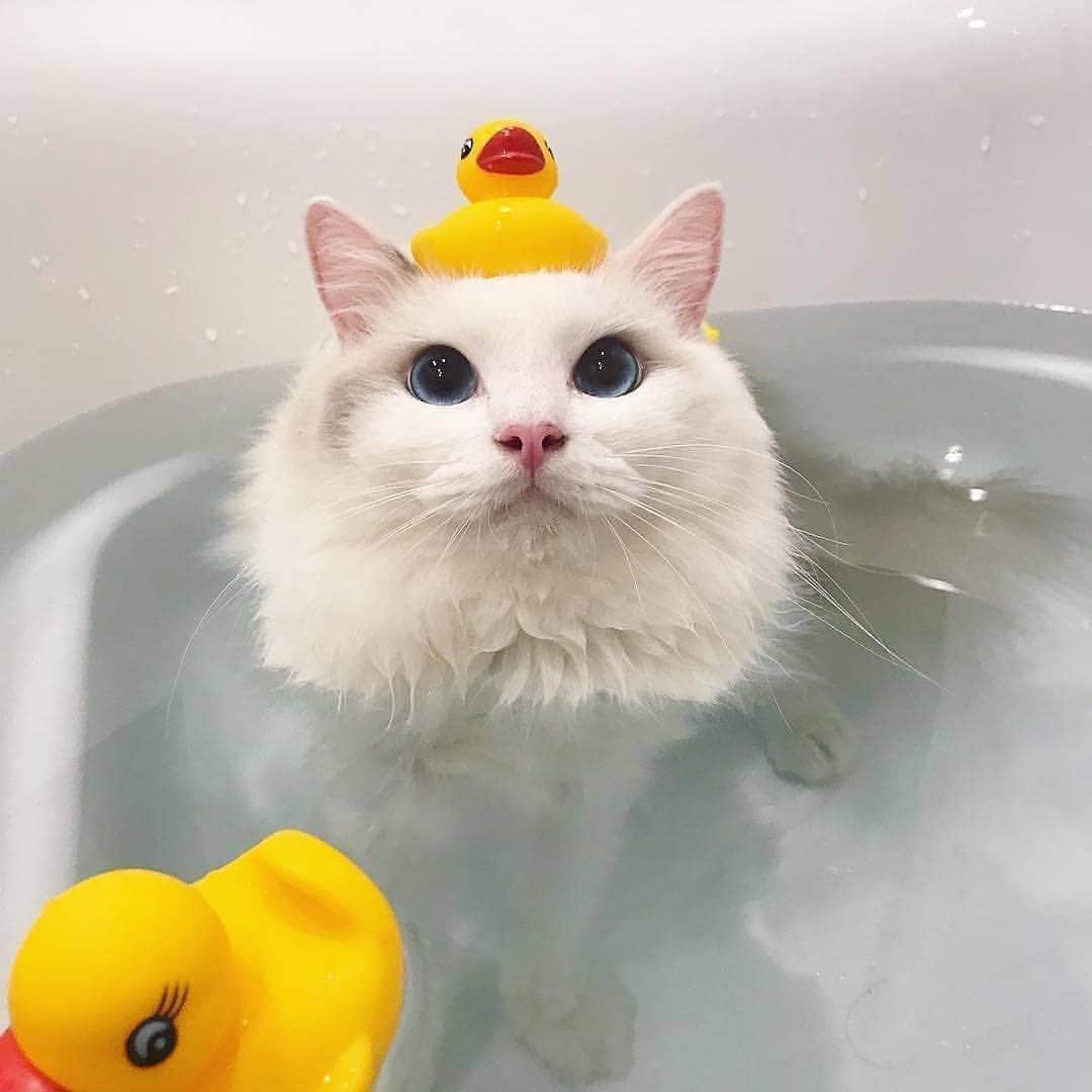 Cute Pets Dogs Catsさんのインスタグラム写真 - (Cute Pets Dogs CatsInstagram)「Bath time 😍😍 Swipe to see more 👉 Support us with a ❤️ Notification ON 💙 From @baron.0723 #kittens_of_world and follow us to be featured 😸 #kitty #cats #kitten #kittens #kedi #katze #แมว #猫 #ねこ #ネコ #貓 #고양이 #Кот #котэ #котик #кошка #cutecats #cutest #meow #kittycat #topcatphoto #kittylove #mycat #instacats #instacat #ilovecat #kitties #gato #kittens #kitten」3月15日 6時45分 - dailycatclub