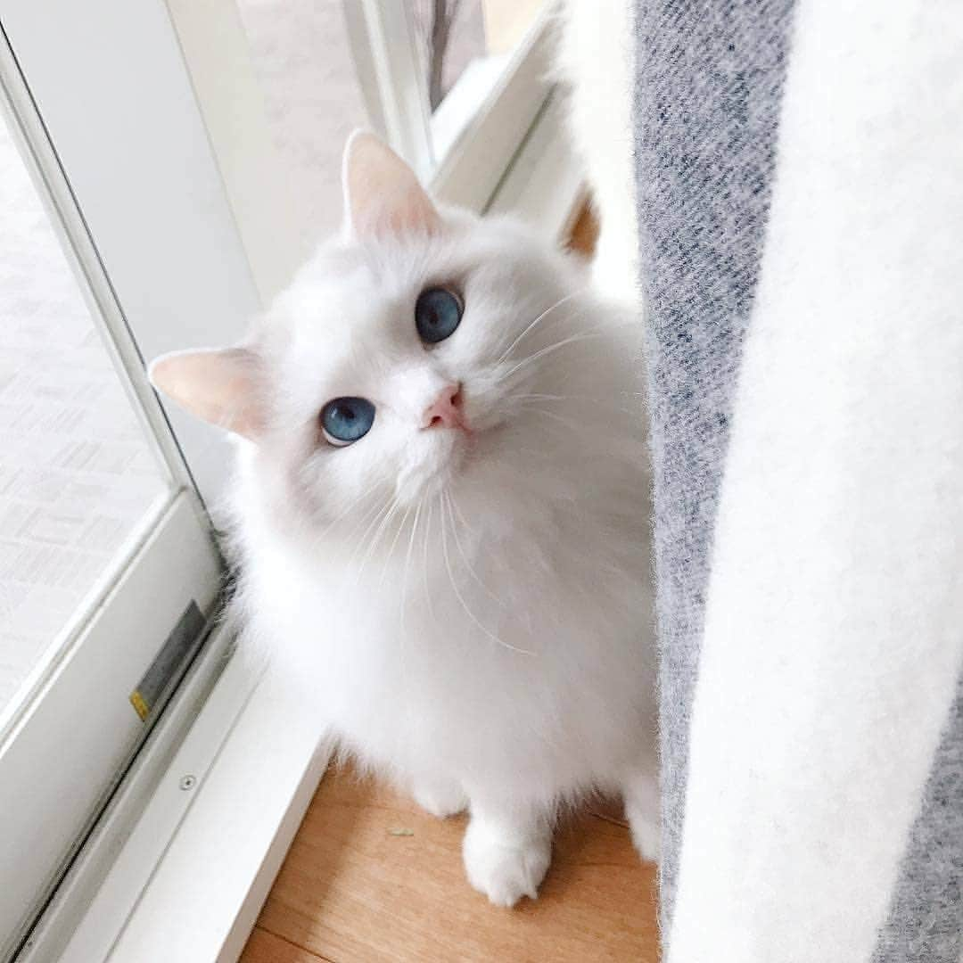 Cute Pets Dogs Catsさんのインスタグラム写真 - (Cute Pets Dogs CatsInstagram)「Bath time 😍😍 Swipe to see more 👉 Support us with a ❤️ Notification ON 💙 From @baron.0723 #kittens_of_world and follow us to be featured 😸 #kitty #cats #kitten #kittens #kedi #katze #แมว #猫 #ねこ #ネコ #貓 #고양이 #Кот #котэ #котик #кошка #cutecats #cutest #meow #kittycat #topcatphoto #kittylove #mycat #instacats #instacat #ilovecat #kitties #gato #kittens #kitten」3月15日 6時45分 - dailycatclub