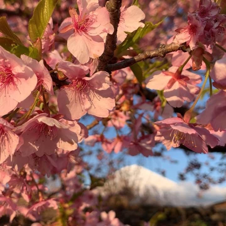 のインスタグラム：「. 🤩🤩“Shizuoka” prefecture in Japan is a place where you can see the most “phantastic” Mt. Fuji🗻 in the world.🤩 #富士山 #mtfuji #japan #shizuoka #fujinomiya  #phantastic420photography #mostphantasticmtfuji #selamatpagi  #goodmorning  #おはようございます 😇😇😇😇😇😇😇🗻😇😇」