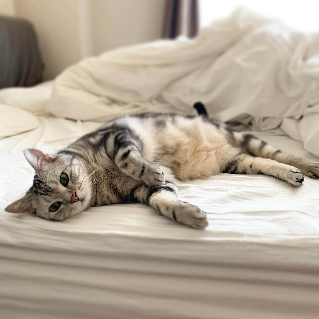 Alain アランさんのインスタグラム写真 - (Alain アランInstagram)「Good morning! Bonjour! Sigh. I don’t want to wake up. * おはようございますにゃん！ あーあ。起きたくないにゃよ。 * #catstagram #cat_features  #topcatphoto #cutepetclub #catsofinstagram #ig_catclub #cats_of_world #meowsandwoofs #meowvswoof#nc_cuties #excellent_cats #catstocker  #bestmeow #magnificenteowdels#bestcats_oftheworld#INSTACAT_MEOWS #peco #スタペグラム#ペピ友#animalsco#mofmo#igersjp#みんねこ#ふわもこ部#ペコねこ部 #アメショー#ビューティープロコンテスト #ねこにすとパネル希望」3月15日 7時06分 - alain_cat