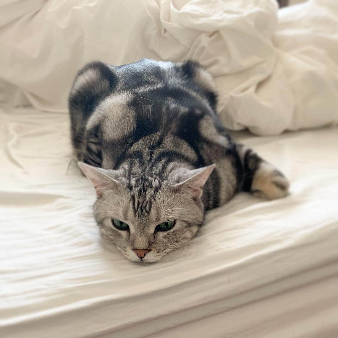 Alain アランさんのインスタグラム写真 - (Alain アランInstagram)「Good morning! Bonjour! Sigh. I don’t want to wake up. * おはようございますにゃん！ あーあ。起きたくないにゃよ。 * #catstagram #cat_features  #topcatphoto #cutepetclub #catsofinstagram #ig_catclub #cats_of_world #meowsandwoofs #meowvswoof#nc_cuties #excellent_cats #catstocker  #bestmeow #magnificenteowdels#bestcats_oftheworld#INSTACAT_MEOWS #peco #スタペグラム#ペピ友#animalsco#mofmo#igersjp#みんねこ#ふわもこ部#ペコねこ部 #アメショー#ビューティープロコンテスト #ねこにすとパネル希望」3月15日 7時06分 - alain_cat