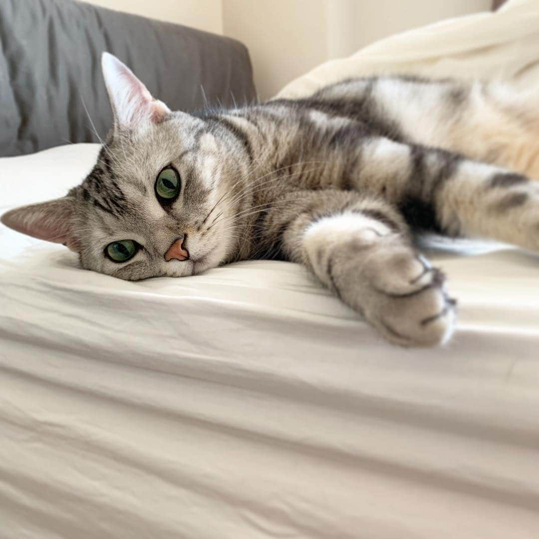 Alain アランさんのインスタグラム写真 - (Alain アランInstagram)「Good morning! Bonjour! Sigh. I don’t want to wake up. * おはようございますにゃん！ あーあ。起きたくないにゃよ。 * #catstagram #cat_features  #topcatphoto #cutepetclub #catsofinstagram #ig_catclub #cats_of_world #meowsandwoofs #meowvswoof#nc_cuties #excellent_cats #catstocker  #bestmeow #magnificenteowdels#bestcats_oftheworld#INSTACAT_MEOWS #peco #スタペグラム#ペピ友#animalsco#mofmo#igersjp#みんねこ#ふわもこ部#ペコねこ部 #アメショー#ビューティープロコンテスト #ねこにすとパネル希望」3月15日 7時06分 - alain_cat