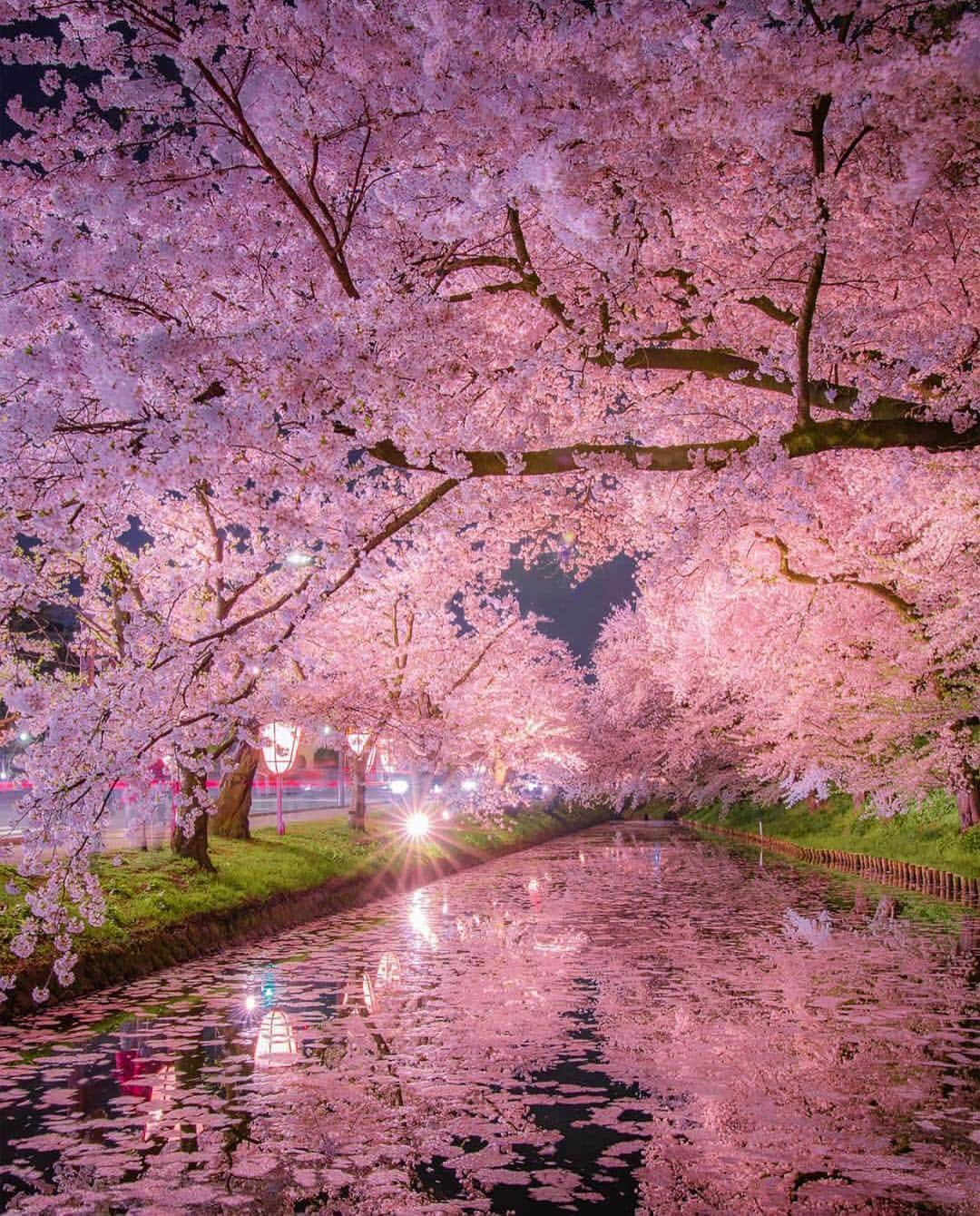 Wonderful Placesさんのインスタグラム写真 - (Wonderful PlacesInstagram)「Japan ✨🌸🌸🌸✨ . Picture by ✨✨@yusei_view✨✨ #wonderful_places for a feature 💖」3月15日 6時59分 - wonderful_places