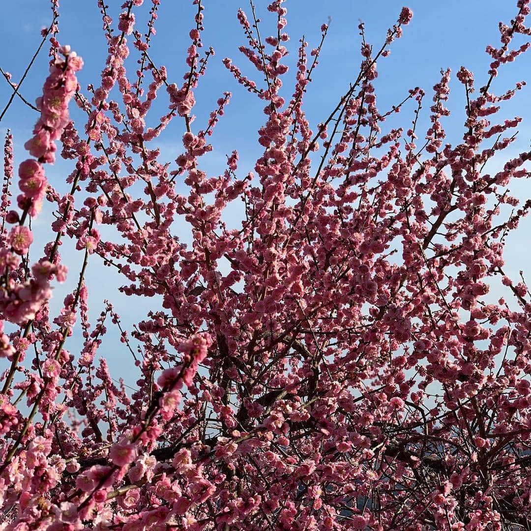水木一郎さんのインスタグラム写真 - (水木一郎Instagram)「昨日アニソン登山部で行った筑波山。梅林を見るのも目的の一つでした。真っ青な空に良く似合って綺麗だったZ! #筑波山梅林 #梅まつり  #アニソン登山部  #水木一郎」3月15日 7時40分 - ichiromizuki