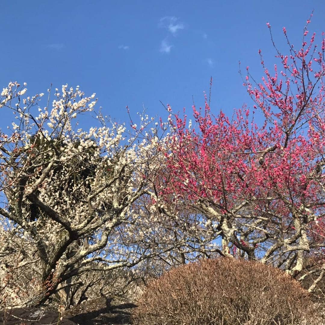 水木一郎さんのインスタグラム写真 - (水木一郎Instagram)「昨日アニソン登山部で行った筑波山。梅林を見るのも目的の一つでした。真っ青な空に良く似合って綺麗だったZ! #筑波山梅林 #梅まつり  #アニソン登山部  #水木一郎」3月15日 7時40分 - ichiromizuki