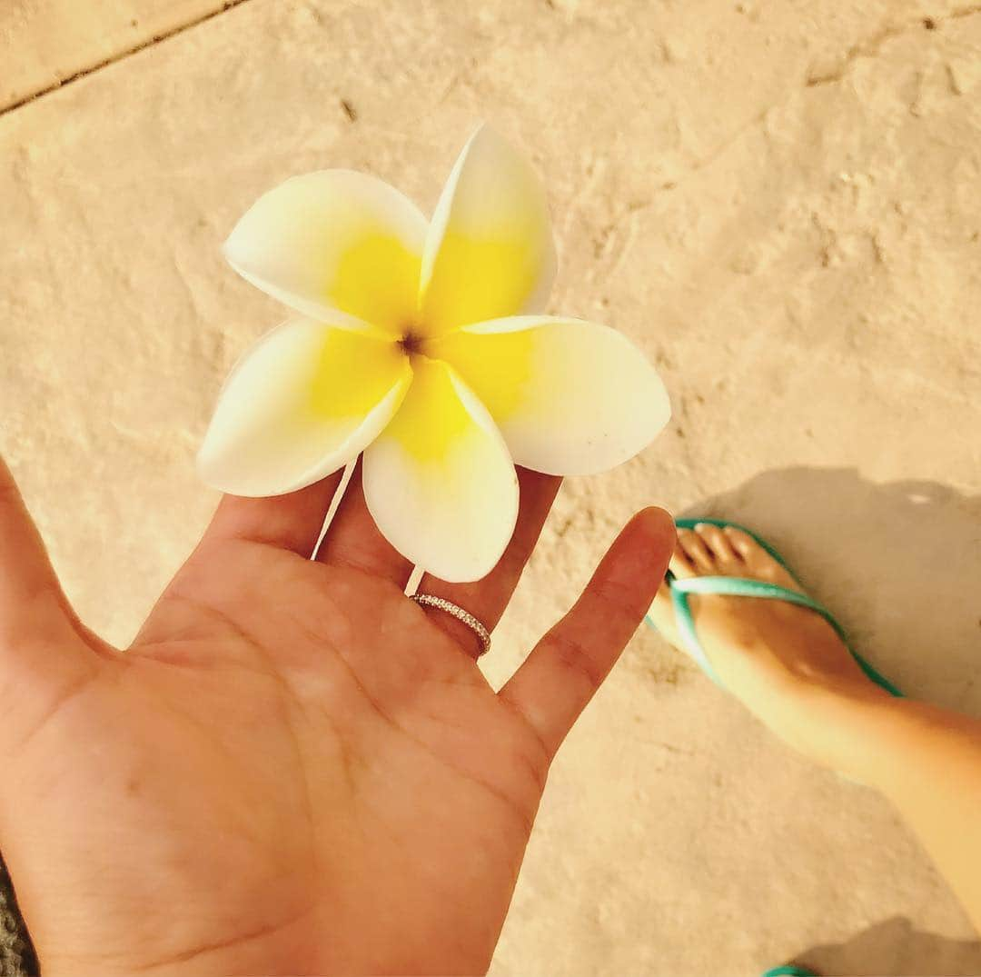 福田朋夏さんのインスタグラム写真 - (福田朋夏Instagram)「My favorite flower ✨プルメリアの色も形も香りも大好き💛 #plumeria #myfavorite #flower #smellsogood」3月15日 7時53分 - tomoka_fukuda