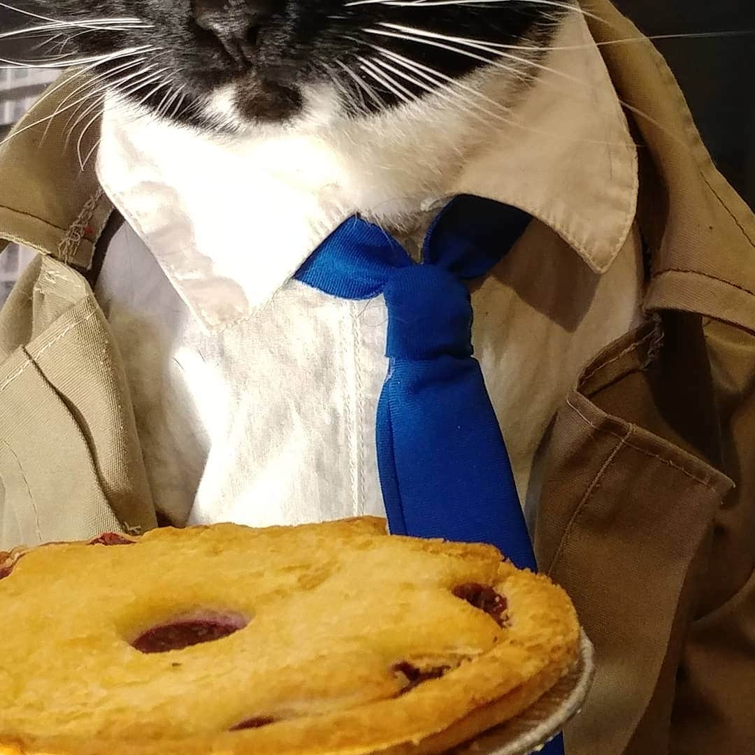 猫コスプレさんのインスタグラム写真 - (猫コスプレInstagram)「What if we promise to not forget the pie?  Debut Tommarrow.  #PiDay #Preview」3月15日 13時24分 - cat_cosplay