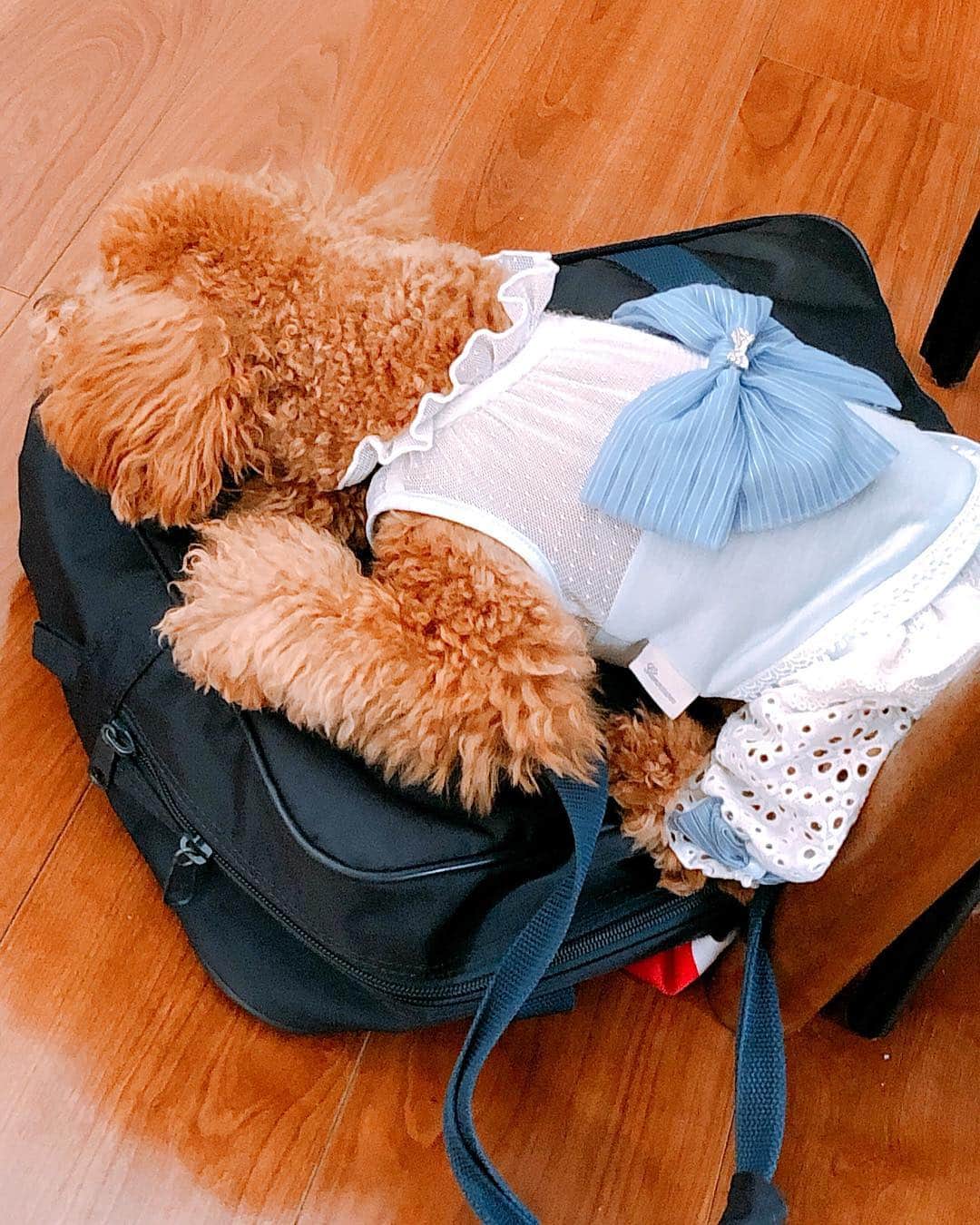 渡辺美奈代さんのインスタグラム写真 - (渡辺美奈代Instagram)「ミニーちゃん🤣今度は、帰宅した次男くんのスクールバッグの上でネンネ🤣」3月15日 13時29分 - watanabe_minayo