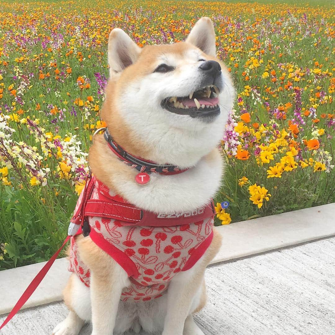 てんパパさんのインスタグラム写真 - (てんパパInstagram)「西伊豆の松崎町にある、田んぼを使った花畑。 ゴールデンウィークぐらいまで楽しめるみたいです。 この日は風が強かった〜。 #田んぼをつかった花畑 #お花畑 #メゾンドクルミ #花とてん」3月15日 7時59分 - tenchan.shiba