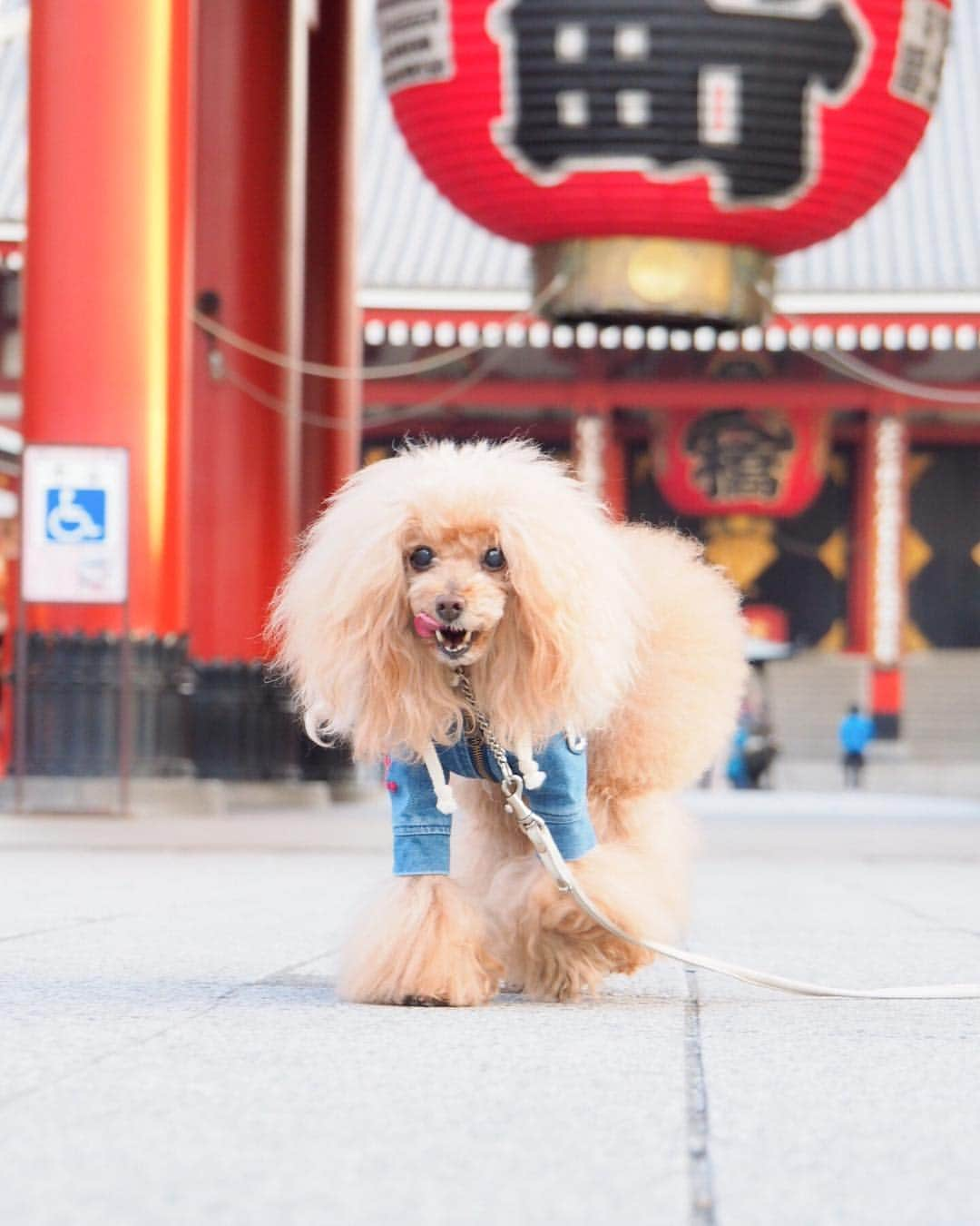 Toypoodle Mikuru?Asakusa Tokyoさんのインスタグラム写真 - (Toypoodle Mikuru?Asakusa TokyoInstagram)「20190315 Friday. Good morning! Friends 🥰 昨日も寝落ちしてました🥺 . ❶ 24時間食べられます！(@shi.mu0522 ちゃん採用😂) ❷ 凛ちゃん @bakelin_mama に桜🌸の首飾り借りたよ🥰 ❸ みくるの法則動画 今日はまがるの？🤔解答あり😂 ❹ 目線なし ❺ 近所の飴細工やさん。嵐が来たとかで賑わってますよ。入ったことないけど😮 . やっと金曜日。 帰ったらたっぷり寝るんだぁ . #浅草寺 #宝蔵門 #嵐」3月15日 8時09分 - purapura299