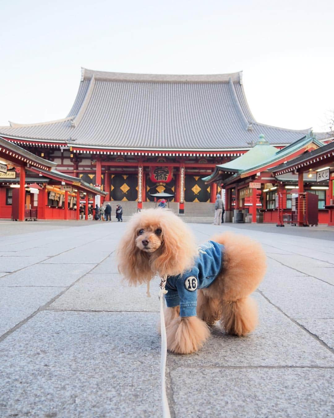 Toypoodle Mikuru?Asakusa Tokyoさんのインスタグラム写真 - (Toypoodle Mikuru?Asakusa TokyoInstagram)「20190315 Friday. Good morning! Friends 🥰 昨日も寝落ちしてました🥺 . ❶ 24時間食べられます！(@shi.mu0522 ちゃん採用😂) ❷ 凛ちゃん @bakelin_mama に桜🌸の首飾り借りたよ🥰 ❸ みくるの法則動画 今日はまがるの？🤔解答あり😂 ❹ 目線なし ❺ 近所の飴細工やさん。嵐が来たとかで賑わってますよ。入ったことないけど😮 . やっと金曜日。 帰ったらたっぷり寝るんだぁ . #浅草寺 #宝蔵門 #嵐」3月15日 8時09分 - purapura299