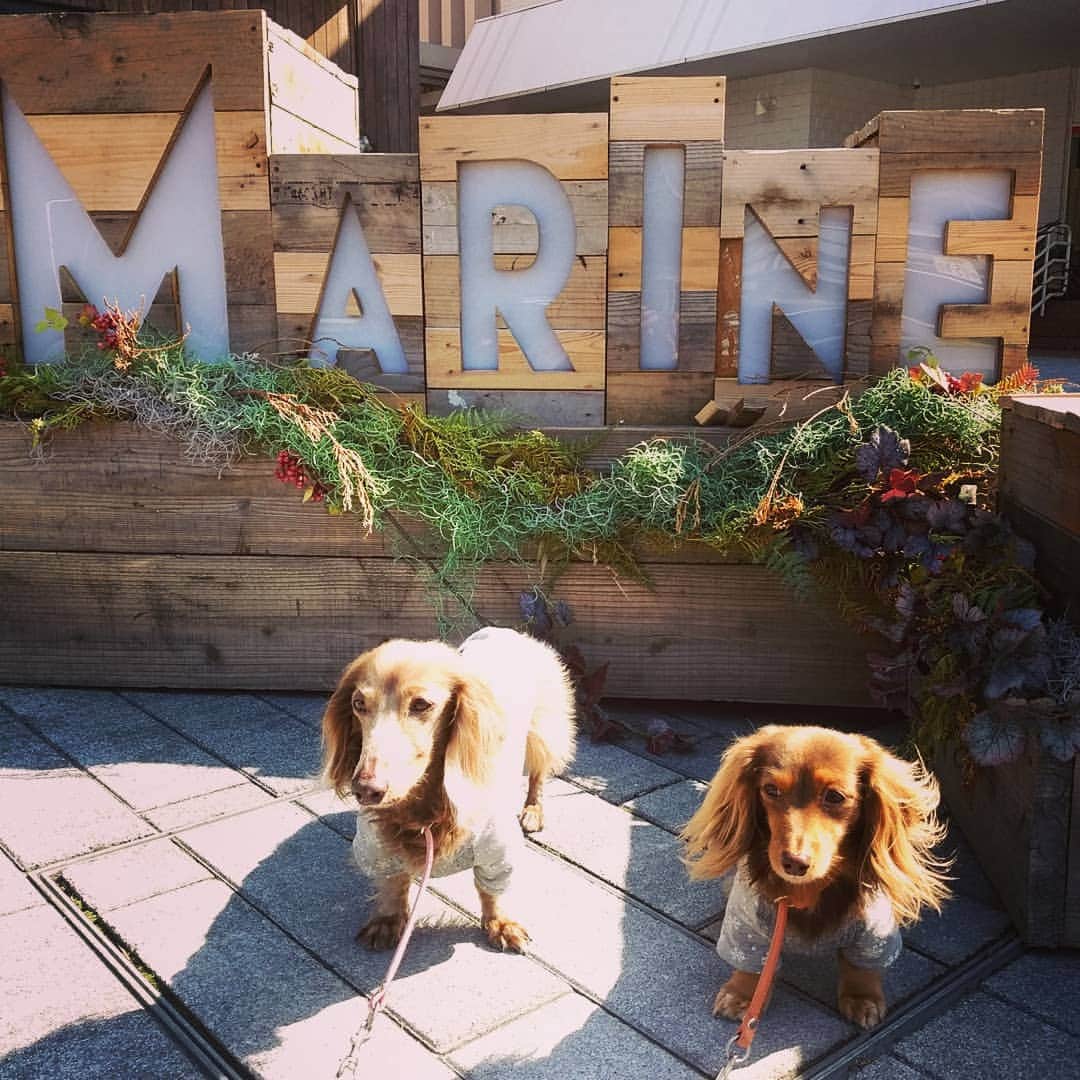 くるみんのインスタグラム：「* どこでもフォトスポットな MARINE&WALK  #ミニチュアダックス #ミニチュアダックスフント #ミニチュアダックスフンド #イザベラ #イザベラタン #カニンヘンダックスフント #カニンヘンダックスフンド #カニンヘンダックス #カニンヘン #チョコタン #チョコタンダックス #ダックスフンド #ダックス多頭飼い #ダックス #ダックスフント #わんこなしでは生きていけません会 #ワンコなしでは生きて行けません会 #いぬすたぐらむ #いぬばか部 #短足部 #marineandwalk #dachs #dachshund #dogstagram #east_dog_japan #instagramdogs #instadachs #kyounodachs #todayswanko #7pets_1day」