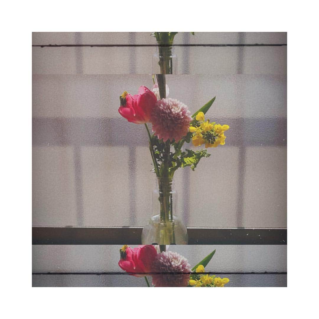 潮田ひかるさんのインスタグラム写真 - (潮田ひかるInstagram)「最近いただいたお花💐菜の花とチューリップが入っていて、とても春を感じさせるお花たち✨ありがとうございます！ぐでたまの電球に生けました🥚 #flower #flower_daily #花 #花瓶 #ぐでたま #daily #present #日常 #プレゼント #thankyou #happiness #spring #春」3月15日 8時37分 - shiotahikaru