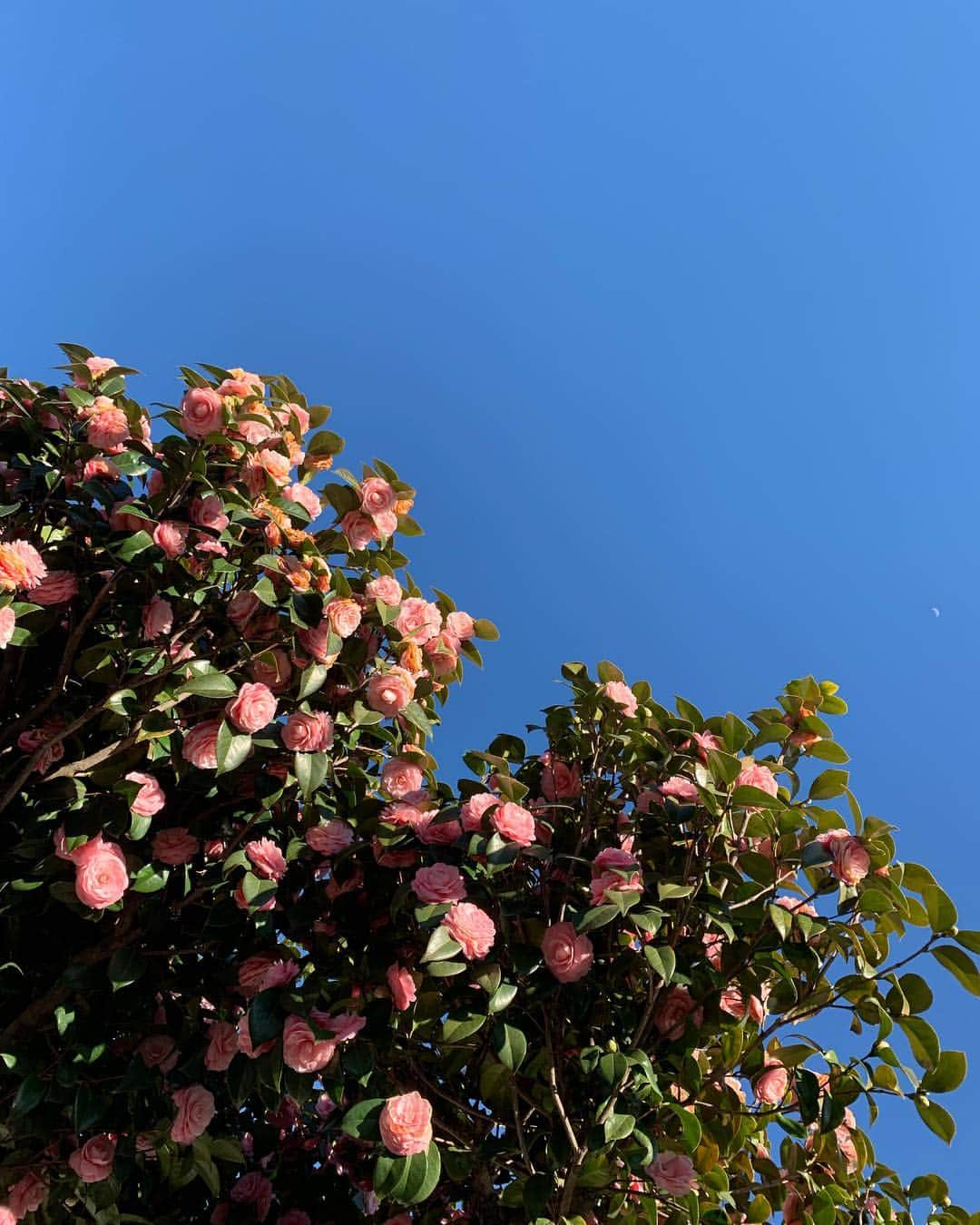 東麻美さんのインスタグラム写真 - (東麻美Instagram)「♡🌹 ・ #flowers  #heart#blue#sky#love#散歩」3月15日 8時47分 - asamihigashi