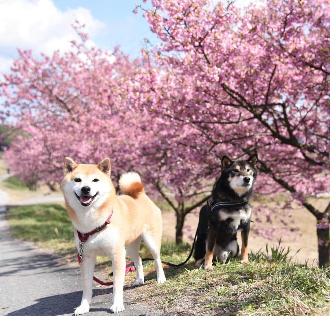 がんちゃんさんのインスタグラム写真 - (がんちゃんInstagram)「雲南市大東町養賀の赤川沿には250本ほどの河津桜が満開でした🌸 いよいよ春ですね〜」3月15日 8時59分 - kota2ann