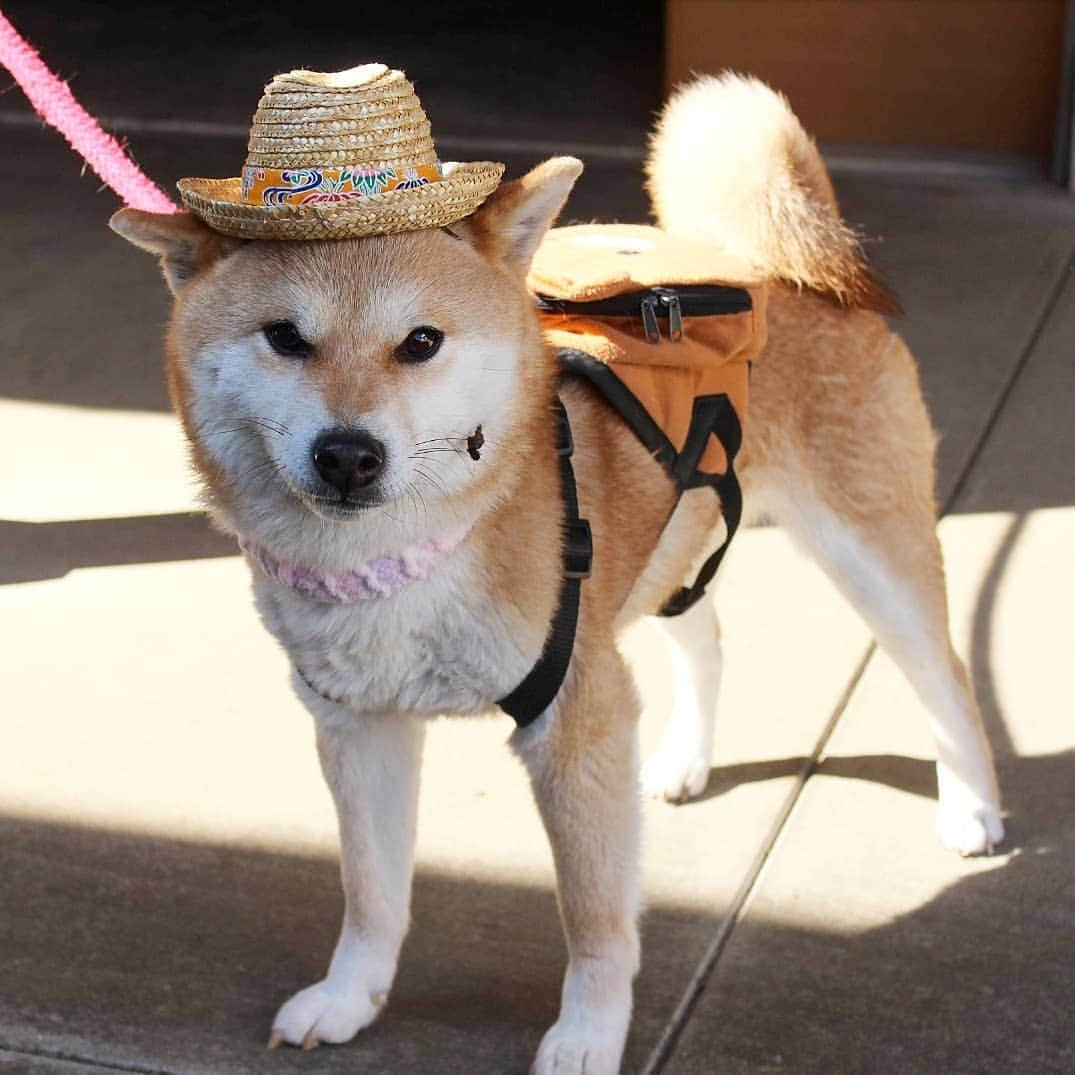 柴犬たま Shibainu Tamaさんのインスタグラム写真 - (柴犬たま Shibainu TamaInstagram)「* ミケ「あたちにかかれば何でもお似合いよ😏✨」 * Caption trans🇬🇧 Meekeh "I wear everything fashionably😏✨" * #たま家族 #柴犬ミケ #一眼レフ #一眼レフカメラ #くまちゃんリュック #麦わら帽子 #ミケコレ #ファッションリーダー #ひし形界のカリスマ #かなりひし形 #ニヤリ #ブサ顔 #柴犬 #shiba #shibainu #shibastagram #犬 #dog」3月15日 8時59分 - tama7653