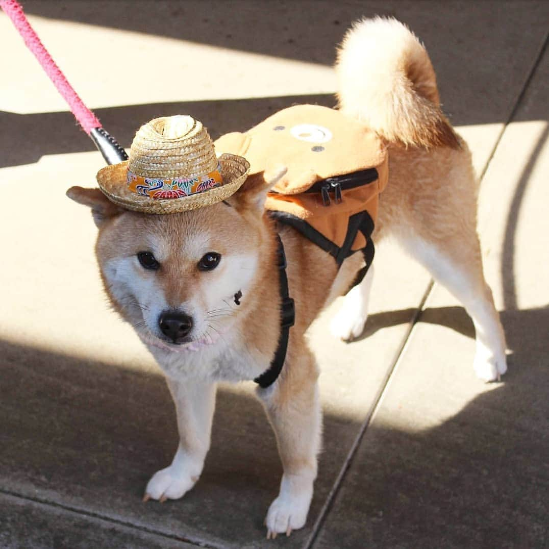 柴犬たま Shibainu Tamaさんのインスタグラム写真 - (柴犬たま Shibainu TamaInstagram)「* ミケ「あたちにかかれば何でもお似合いよ😏✨」 * Caption trans🇬🇧 Meekeh "I wear everything fashionably😏✨" * #たま家族 #柴犬ミケ #一眼レフ #一眼レフカメラ #くまちゃんリュック #麦わら帽子 #ミケコレ #ファッションリーダー #ひし形界のカリスマ #かなりひし形 #ニヤリ #ブサ顔 #柴犬 #shiba #shibainu #shibastagram #犬 #dog」3月15日 8時59分 - tama7653