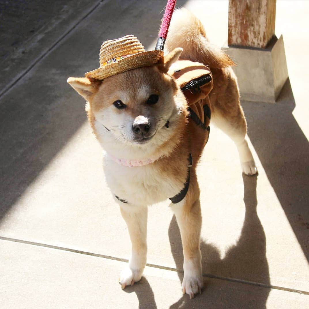 柴犬たま Shibainu Tamaさんのインスタグラム写真 - (柴犬たま Shibainu TamaInstagram)「* ミケ「あたちにかかれば何でもお似合いよ😏✨」 * Caption trans🇬🇧 Meekeh "I wear everything fashionably😏✨" * #たま家族 #柴犬ミケ #一眼レフ #一眼レフカメラ #くまちゃんリュック #麦わら帽子 #ミケコレ #ファッションリーダー #ひし形界のカリスマ #かなりひし形 #ニヤリ #ブサ顔 #柴犬 #shiba #shibainu #shibastagram #犬 #dog」3月15日 8時59分 - tama7653